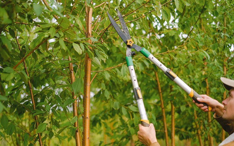 Tree trimming in Fond Du Lac, WI